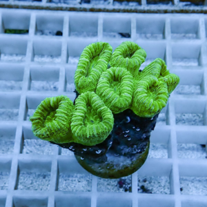 Bright green zoanthid coral with multiple cup-shaped polyps on a plug in a grid tray
