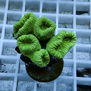 irm-b-1877 - AQUAGIFT 用品ショップ Close-up of bright green ring-shaped coral polyps mounted on a brown plug, resting on a white grid rack in an aquarium setting.