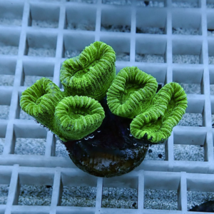 irm-b-1878 - AQUAGIFT 用品ショップ Bright green cup-shaped coral polyps on a dark base mounted on a white grid image surface
