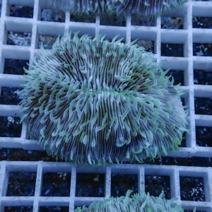 irm-b-1886 - AQUAGIFT 用品ショップ Green sea anemone-like coral with long, wavy tentacles resting on a plastic frag rack in an aquarium.