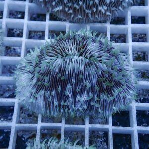 Close-up of a green-tipped zoanthid coral colony with long tentacle polyps on a white frag rack.