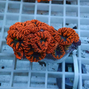 Close-up of bright orange brain coral with purple centers resting on a white grid rack in an aquarium transition lighting.