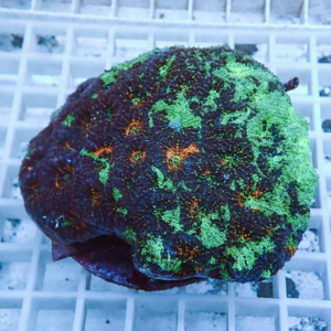 Colorful encrusting coral with bright green patches over a dark purple base on a white grid reef surface