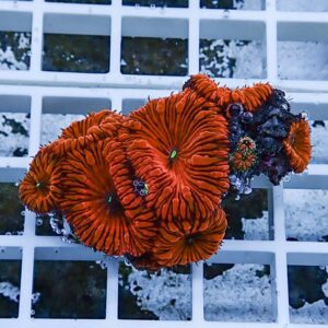 Cluster of bright orange sea anemones on a white grid, shown close-up with vivid, textured petals and small green centers.