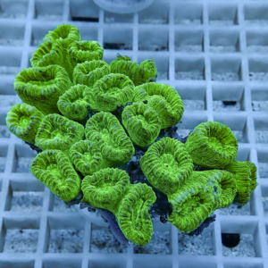 irm-b-1891 - AQUAGIFT 用品ショップ Bright neon-green zoanthid coral frag mounted on a plug, resting on a white egg-crate grid used in reef tanks.