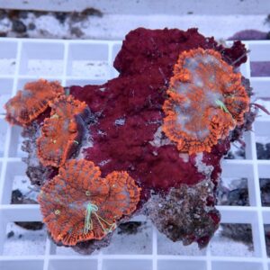 Close-up of orange-edged zoanthid corals with blue centers on a purple encrusting rock atop a white grid rack.