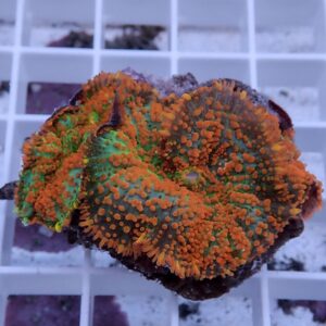 Close-up of a reef coral fragment with orange-tipped polyps on a green base, resting on a white grid rack.