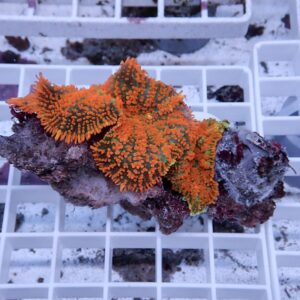 Bright orange zoanthid corals attached to a rocks fragment on a white grid rack in a shallow tank habitat
