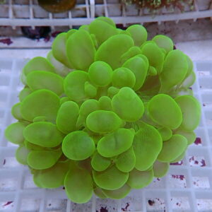 Bright lime-green succulent with rounded, fleshy leaves forming a dense ball on a white grid tray.