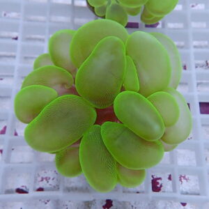 irm-b-1905 - AQUAGIFT 用品ショップ Bright green rosette succulent with thick oval leaves on a white grid background.