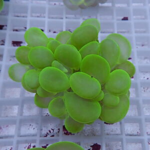 irm-b-1906 - AQUAGIFT 用品ショップ Close-up of a bright green succulent with round plump leaves on a white grid surface.