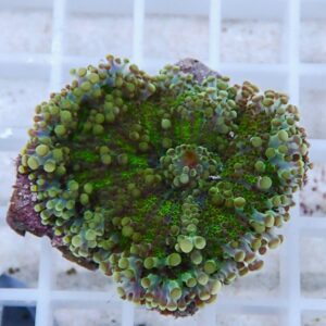 Close-up of a green coral fragment with many bubble-like polyps on a rock, resting on a white frag rack.