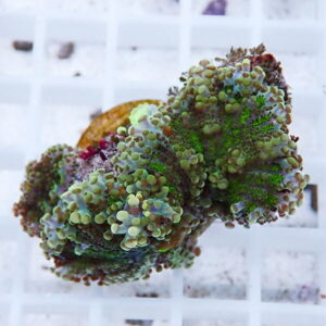 Close-up of a multicolored coral fragment (zoanthid) with bubble-like polyps in green, purple, and tan hues on a white grid background in a reef tank setting.
