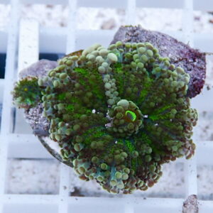 Close-up of a green zoanthid coral colony with bulbous polyps on a rock in a white grid rack.