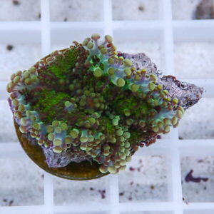 Zoanthid coral frag with lime-green and purple polyps on a rock plug.