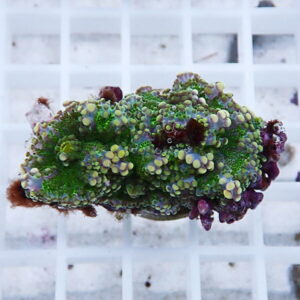 Zoanthid coral fragment with bright green polyps and purple edges on a white frag plug.