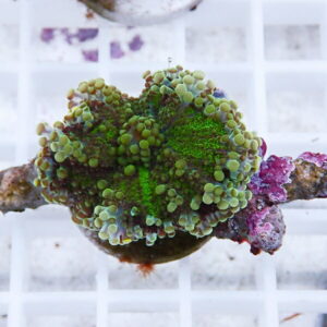 Close-up of a green bubble coral fragment with numerous rounded polyps on a rocky base resting on a white grid.