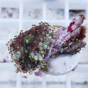 Close-up of a colorful reef coral fragment with purple base and bright green polyp tentacles on a white frag plug.