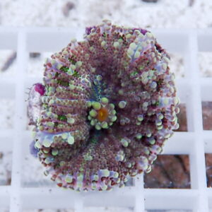 Close-up of a circular zoanthid coral frag with lavender tentacles and bright green centers, mounted on a white grid.
