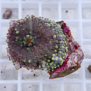 Close-up of a multi-colored zoanthid coral colony attached to a frag plug.