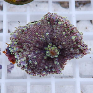 Purple coral colony with numerous green-tipped polyps on a white grid rack (reef aquarium context).