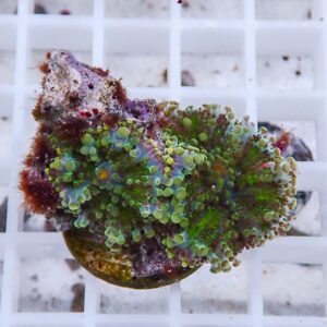 Close-up of a colorful coral fragment with bright green bubble-like polyps on a purple-green base resting on a white grid.