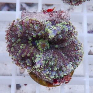 Close-up of a colorful zoanthid coral frag with purple and green polyp colonies on a plug.