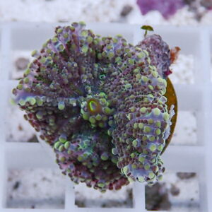 Close-up of a bubble coral colony with purple and green bubble-shaped polyps on a plug.