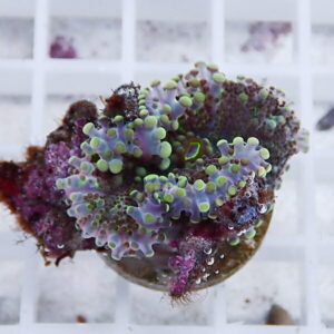 Close-up of a purple and green zoanthid coral fragment with bubble-like polyps on a plug.