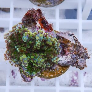 Close-up of a colorful coral fragment with bright green bubble-polyp polyps growing on a brown fraggable rock on a white grid background