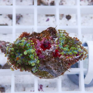 Close-up of a coral fragment with bright green polyps covering a brownish base on a white grid rack.