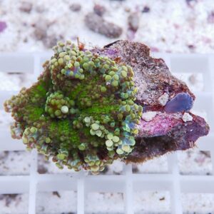 Close-up of a colorful coral fragment with green polyp-covered surfaces on a white grid rack.