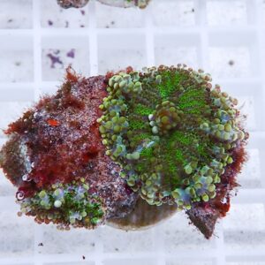 Close-up of green and brown coral polyps densely covering a rock fragment against a white grid background