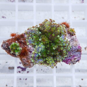 Close-up of a coral fragment with bright green polyp clusters on a multicolored rock, placed on a white grid background.
