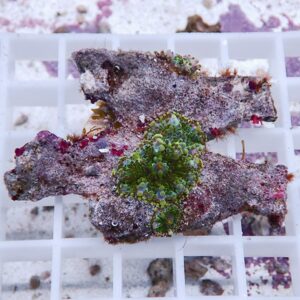 Fragment of encrusting coral with a bright green coral colony growing on a brownish base, resting on a white frag rack.
