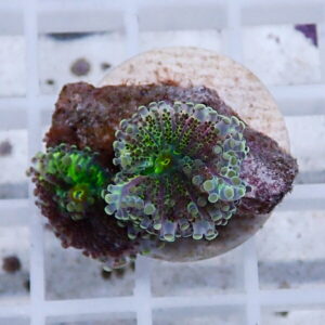 Close-up of two zoanthid coral colonies mounted on a round plug, with bright green centers and pale blue-green tentacles.