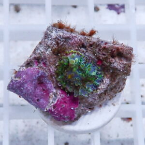 Colorful coral fragment with bright green and blue polyps on a brown rock plug.