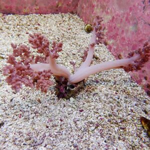 Pink branching coral anchored in a sandy seabed near a pink wall, with a small snail resting on the upper branch.