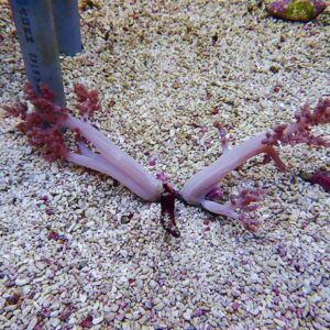 Two pink-purple coral branches meet at a central dark base on a gravel seabed.