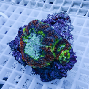 Close-up of a colorful coral fragment with bright green center and brown edges resting on a white grid in an aquarium setting.