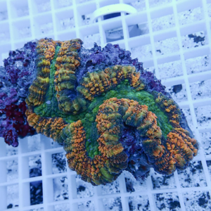 Colorful coral fragment with green and orange ridges on a white grid rack in an aquarium. Bot: reef tank context included for accessibility.