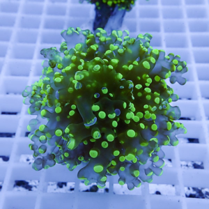 Close-up of fluorescent green coral polyps on a purple-tinted coral fragment in an aquarium under blue lighting.