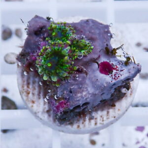 Purple seashell covered in bright green coral-like growth with pink accents, resting on a pale grid surface.