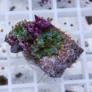 Small rock fragment encrusted with green zoanthid polyps and purple coralline algae on a white grid background.