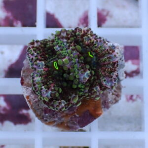 Close-up of a zoanthid coral frag with bright green polyps on a purple base on a white grid background.