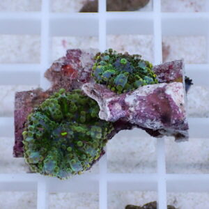 Green zoanthid coral fragments attached to a purple rock piece on a white grid rack (frag setup).