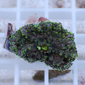Close-up of a coral fragment with bright green polyp heads covering a purple base on a white grid rack.