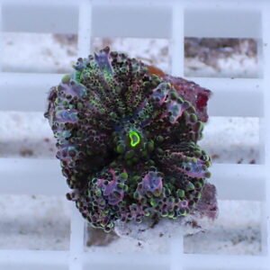 Colorful zoanthid coral fragment with bright green center and purple-tipped polyps on a white frag plug.