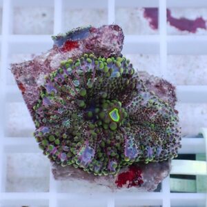Close-up of a colorful zoanthid coral fragment with purple-green polyps on a rock base sitting on a white grid.