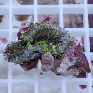 Close-up of a colorful coral fragment with bright green polyps radiating from a purple-brown base on a white grid.